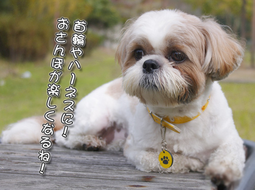 犬・猫・ペット用の迷子札(ネームプレート)